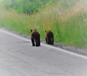 Two bear cubs, CozyMedley