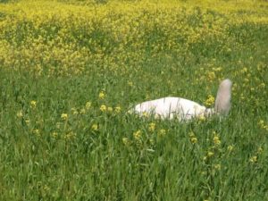 A white dog in a field of wild mustards (Sinapis arvensis), CozyMedley