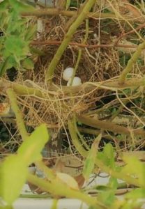 A nest with two eggs, CozyMedley