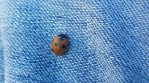 A ladybug on blue jeans, CozyMedley