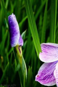 A purple flower