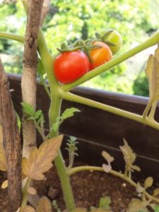 Growing Cherry Tomatoes, CozyMedley