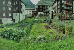 A kitchen garden, Zermatt Switzerland, CozyMedley