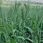 CozyMedley field of wheat